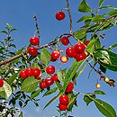Cerasus vulgaris (wiśnia pospolita)