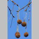 Platanus ×hispanica (platan klonolistny)