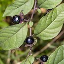 Atropa bella-donna (pokrzyk wilcza jagoda)