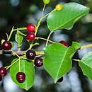 Cerasus mahaleb (wiśnia wonna)
