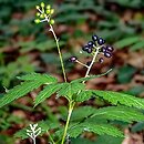 Actaea spicata (czerniec gronkowy)
