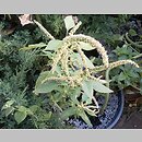 Amaranthus spinosus