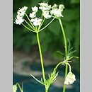 Conopodium majus (konopodium większe)