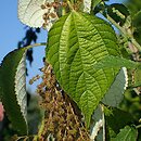Boehmeria nivea (szczmiel biały)