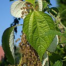 Boehmeria (szczmiel)