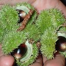 Castanea ozarkensis