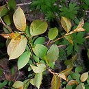 Padus virginiana (czeremcha wirginijska)
