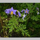 Solanum citrullifolium