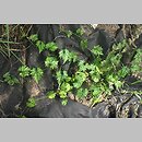 Trichosanthes kirilowii (gurdlina japońska)