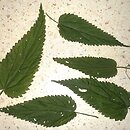 Urtica galeopsifolia (pokrzywa poziewnikolistna)