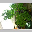 Amorphophallus rivierei