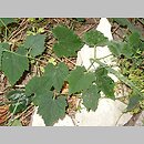 Trichosanthes pilosa