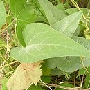 Cucurbita foetidissima