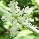 Trichosanthes cucumerina (gurdlina ogórkowata)