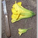 Cucurbita andreana