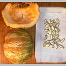 Cucurbita argyrosperma (dynia srebrnonasienna)