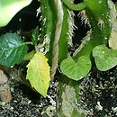 Physalis ixocarpa Giant Tomatillo