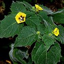 Physalis heterophylla