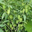 Physalis longifolia