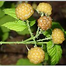 Rubus occidentalis var. flava