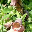 Codonopsis ussuriensis (dzwonkowiec ussuryjski)