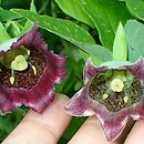 Codonopsis lanceolata (dzwonkowiec koreański)