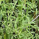 Galium trifidum (przytulia trójdzielna)