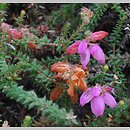 Erica ×watsonii (wrzosiec Watsona)