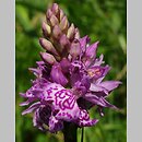 Dactylorhiza ×braunii