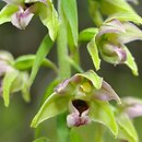 Epipactis helleborine s.str. (kruszczyk szerokolistny)