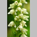 Goodyera repens (tajęża jednostronna)