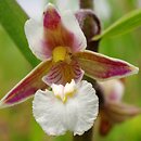Epipactis palustris (kruszczyk błotny)