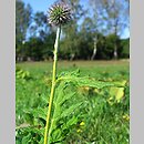 Echinops exaltatus (przegorzan węgierski)