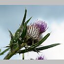 Cirsium decussatum (ostrożeń siedmiogrodzki)
