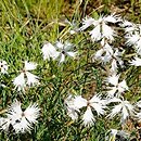 Dianthus arenarius (goździk piaskowy)