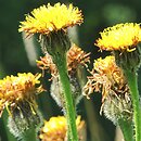 Hypochaeris maculata (prosienicznik plamisty)