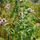 Mentha longifolia (mięta długolistna)