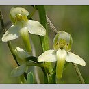 Platanthera chlorantha (podkolan zielonawy)