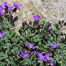 Aubrieta deltoidea (żagwin zwyczajny)