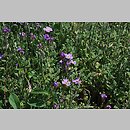 Aubrieta intermedia