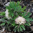 Anemone sylvestris Polish Star