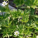 Anemone virginiana (zawilec wirginijski)
