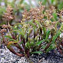 Coleanthus subtilis (koleantus delikatny)