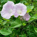 Calystegia ×pulchra (kielisznik nadobny)