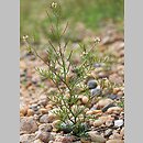 Cardamine parviflora (rzeżucha drobnokwiatowa)