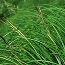 Carex buekii (turzyca Bueka)