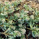 Corrigiola litoralis (nabrzeżyca nadrzeczna)