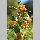 Impatiens capensis (niecierpek pomarańczowy)
