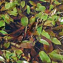 Potamogeton polygonifolius (rdestnica podługowata)