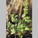 Stachys arvensis (czyściec polny)